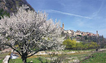 foto collecollato innevato